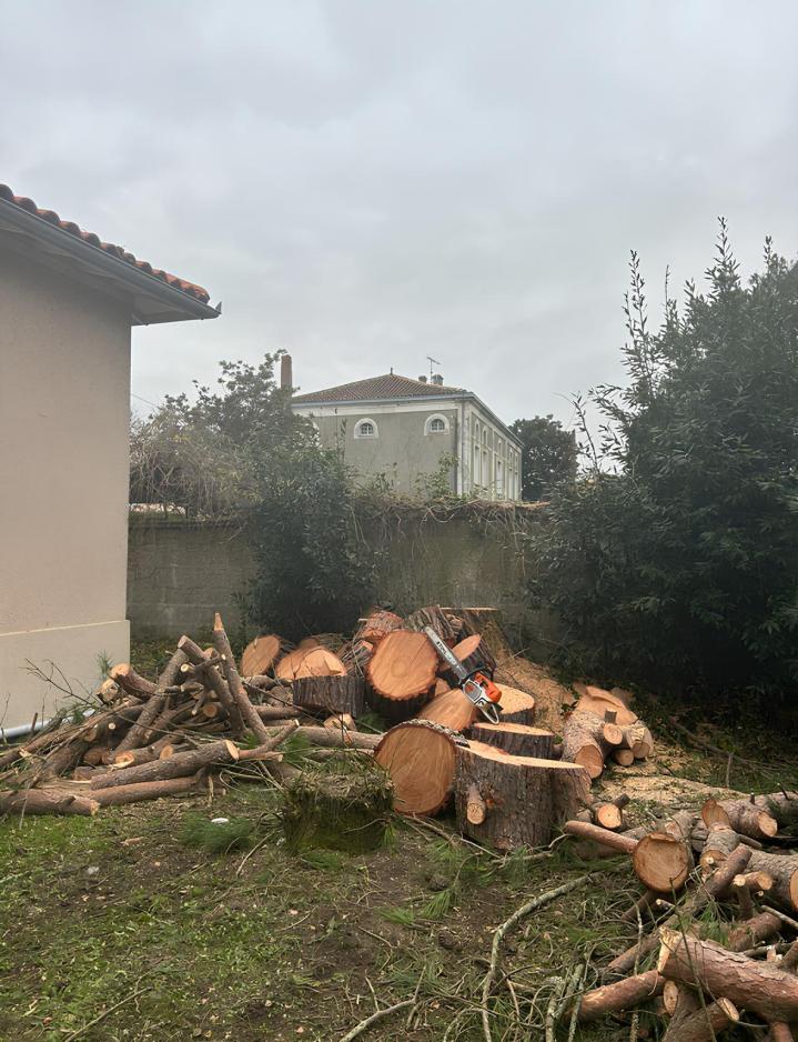Coupe d'arbre difficile Cher