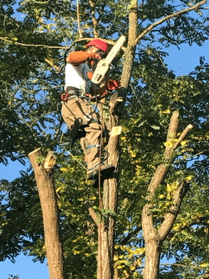 Abattage d'arbre difficile Cher