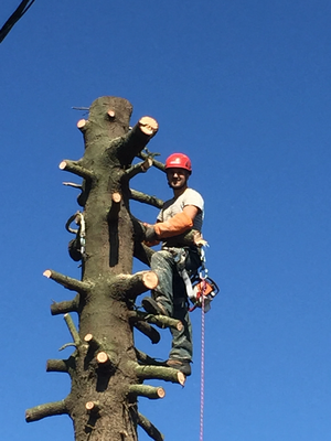 Abattage d'arbre difficile Cher